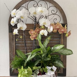 Orchid arrangement in a white bowl with a ribbon bow