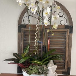 White orchids in a white bowl with succulents and a ribbon bow
