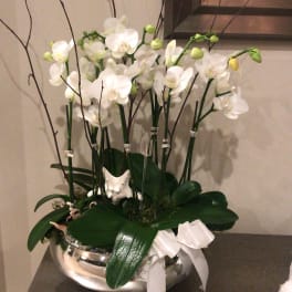 White orchids arranged in a silver bowl with a white ribbon