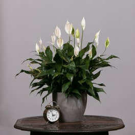 White peace lilies in a gray pot with a small alarm clock