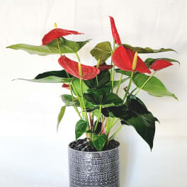 Potted anthurium plant with red blooms in a decorative black planter
