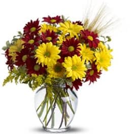 Bouquet of yellow and burgundy daisies in a clear glass vase