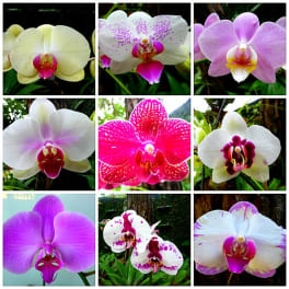 Collage of colorful orchid blooms in white, pink, and purple.