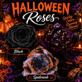 Halloween-themed roses in black and purple with spiderweb accents and pumpkins