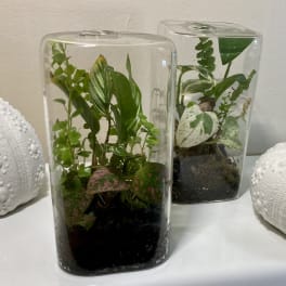 Two rectangular glass terrariums with assorted small houseplants on a white surface.