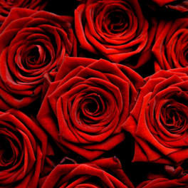 Close-up of red roses filling the frame