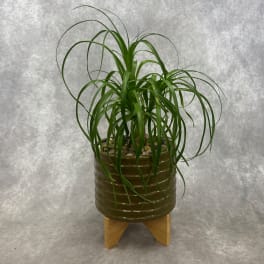Potted green plant in a ribbed ceramic pot on a wooden stand