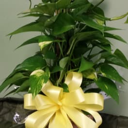 Potted green houseplant in a woven basket with a yellow ribbon