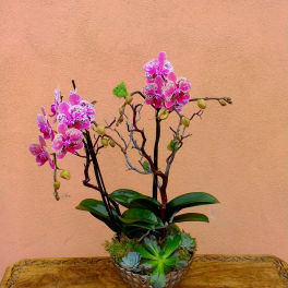 Pink orchids in a low bowl with succulents and a small candle in front