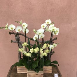 White orchids arranged in wooden boxes on a table