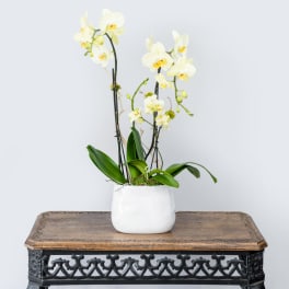 White orchids in a white ceramic pot on a wooden table