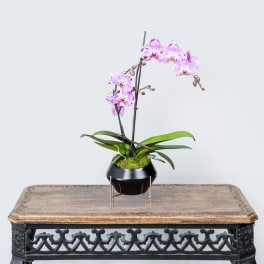 Pink orchid plant in a black pot on a decorative stand