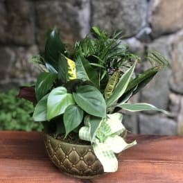 Mixed green houseplant arrangement in a decorative bowl with a ribbon