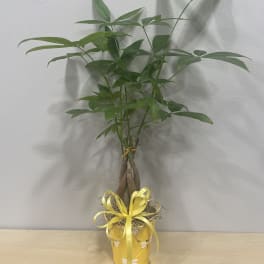 Potted green plant with a yellow ribbon and decorative yellow container