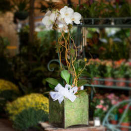 White orchids in a moss-covered square planter with a white ribbon