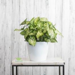 Leafy green houseplant in a white pot on a small table.