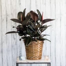 Potted rubber plant with dark glossy leaves in a woven basket on a small table.