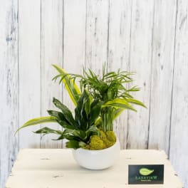 Potted green houseplant arrangement in a white bowl planter