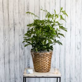 Tall green houseplant in a woven basket on a small table with a candle and card