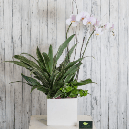 Potted orchid arrangement with white blooms in a square white planter