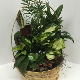 Basket of assorted green houseplants with a decorative handle
