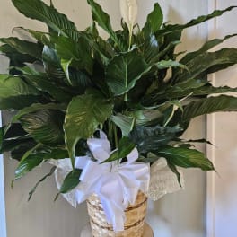 Large peace lily plant in a woven basket with a white bow
