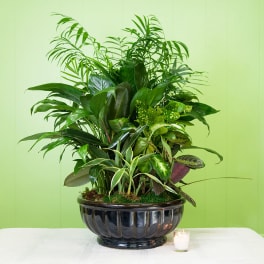 Lush green potted plant arrangement in a black bowl planter