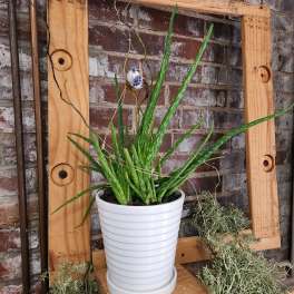 Potted aloe plant in a white ribbed container
