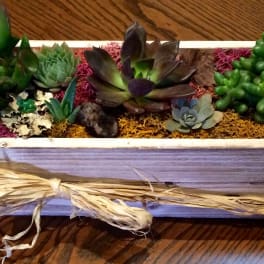 Succulent arrangement in a rectangular wooden planter with decorative moss and stones