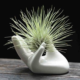 Air plant in a white ceramic hand-shaped holder