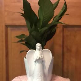 Potted green plant with a white ceramic angel figurine in front on a lace-covered stand
