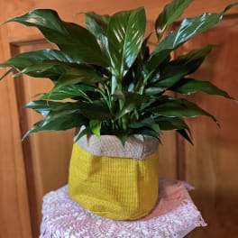 Potted green houseplant in a yellow fabric wrap