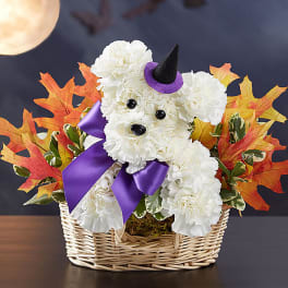 Witchy Pooch