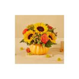 Pick of the Patch Pumpkin