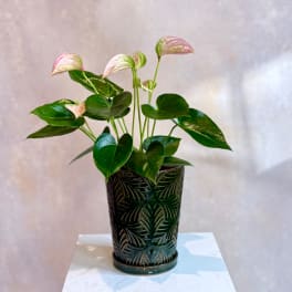 Potted anthurium plant with pink spathes in a dark decorative planter