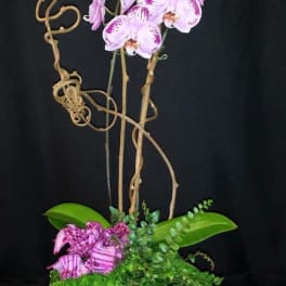 Pink orchids in a textured square pot with curly branches