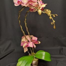 Phalaenopsis orchid potted with golden accents
