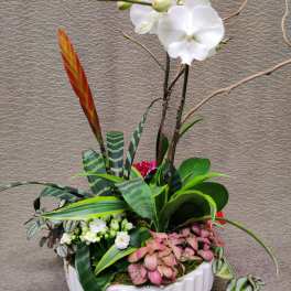 Exqusite Orchid garden