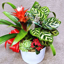 Potted plant garden with red bromeliad bloom, succulent, red blossoms, and patterned foliage in a white container