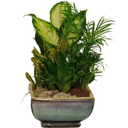 Potted tropical foliage arrangement in a ceramic planter