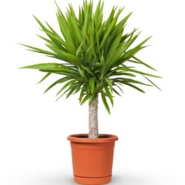 Potted dracaena plant with spiky green leaves in an orange pot