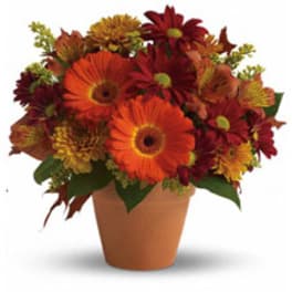 Orange and red daisy bouquet in a terracotta pot