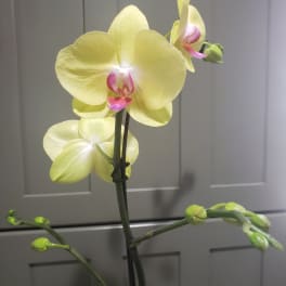 Yellow orchid stem with pink centers and buds against a gray background