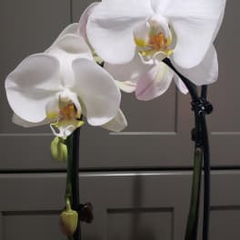 White phalaenopsis orchid plant with two flowering stems against a neutral background