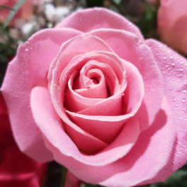 Close-up of a single pink rose bloom with soft petals and tiny water droplets on the outer petals