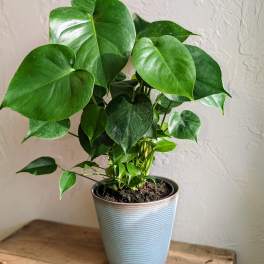 Monstera Deliciosa (6 Inch Pot)