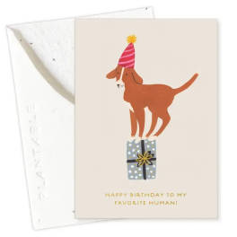 Birthday card with a dog wearing a party hat standing on a gift box