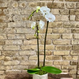 White orchid plant in a white ceramic pot on a table