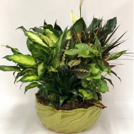 Lush green houseplant arrangement in a leaf-shaped ceramic planter