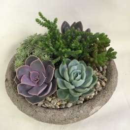 Succulent arrangement in a shallow stone bowl with mixed rosette plants
